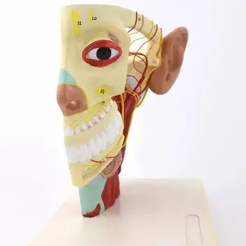 ПВХ Модель шеи с глубоким нейроморфологическим изображением человеческого лица, медицинские обучающие модели